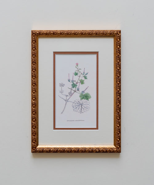 The Geraniums