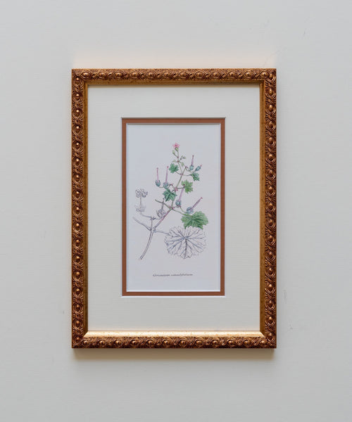 The Geraniums Artwork