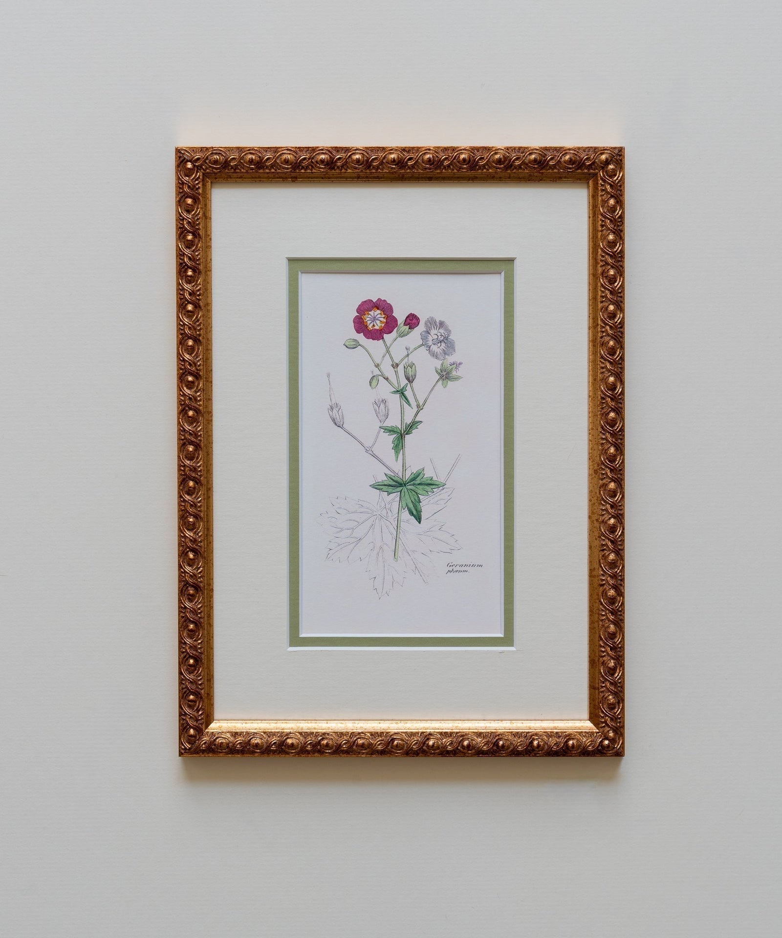 The Geraniums Artwork