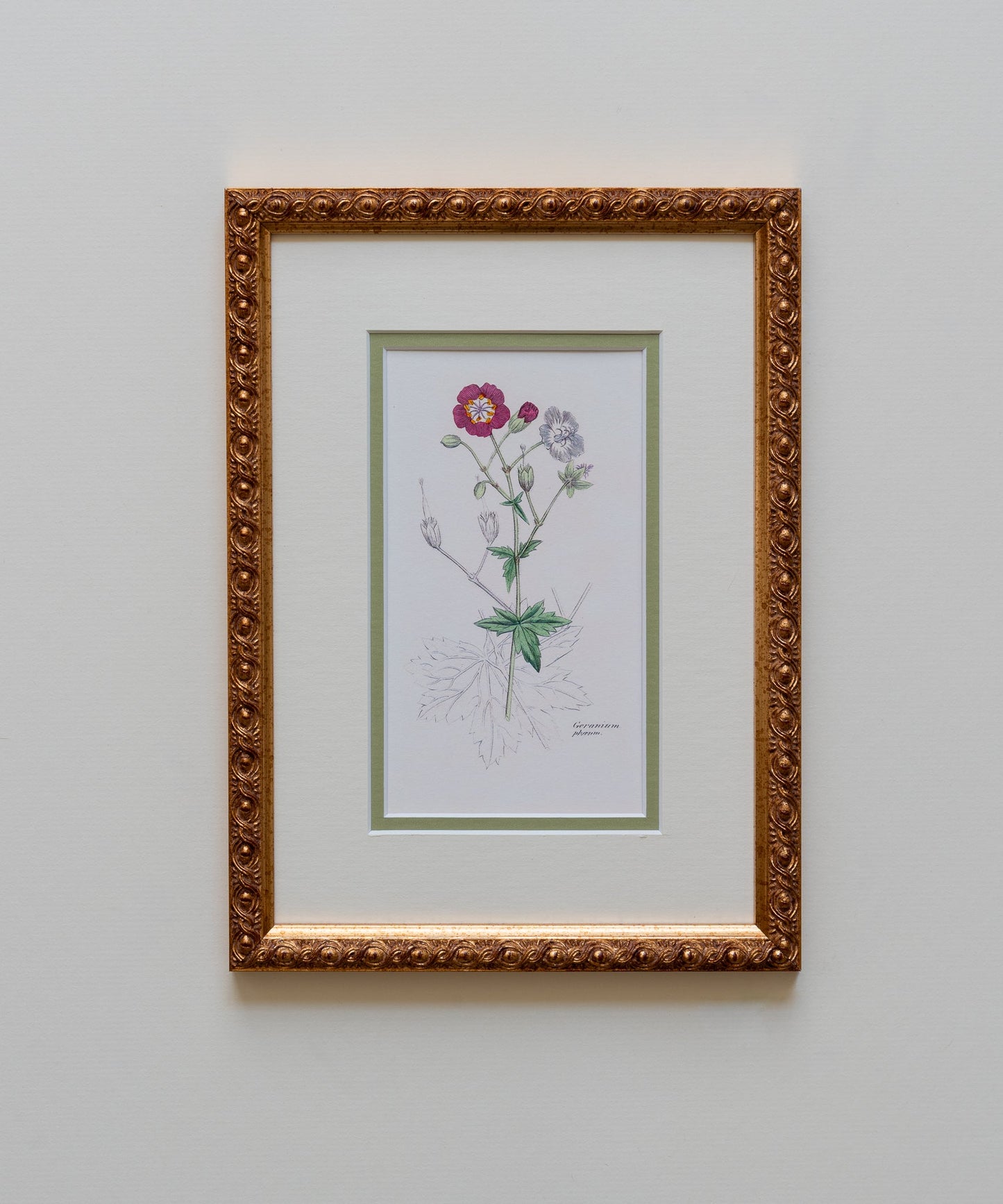 The Geraniums