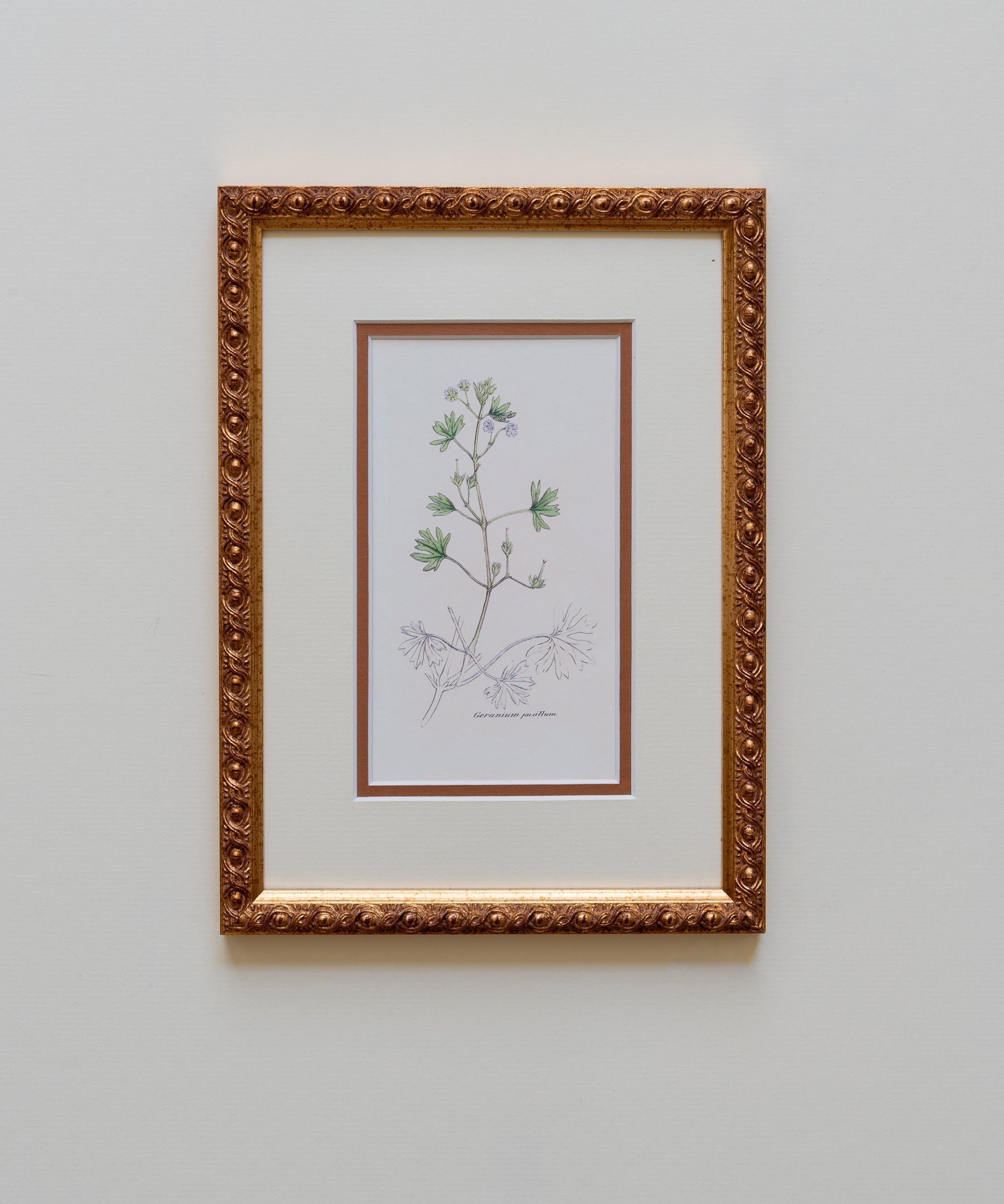 The Geraniums Artwork