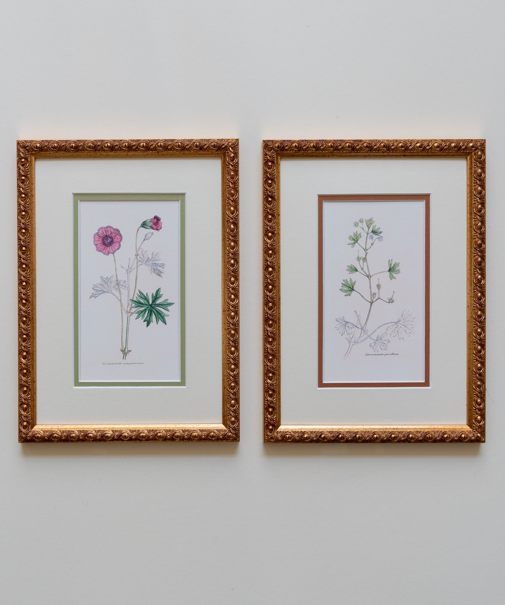 The Geraniums