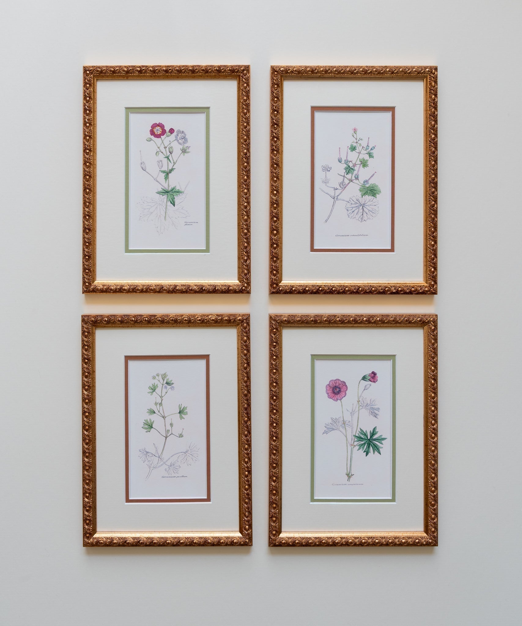 The Geraniums Artwork