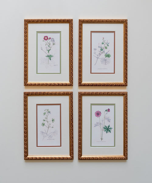 The Geraniums Artwork