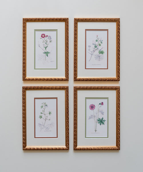 The Geraniums