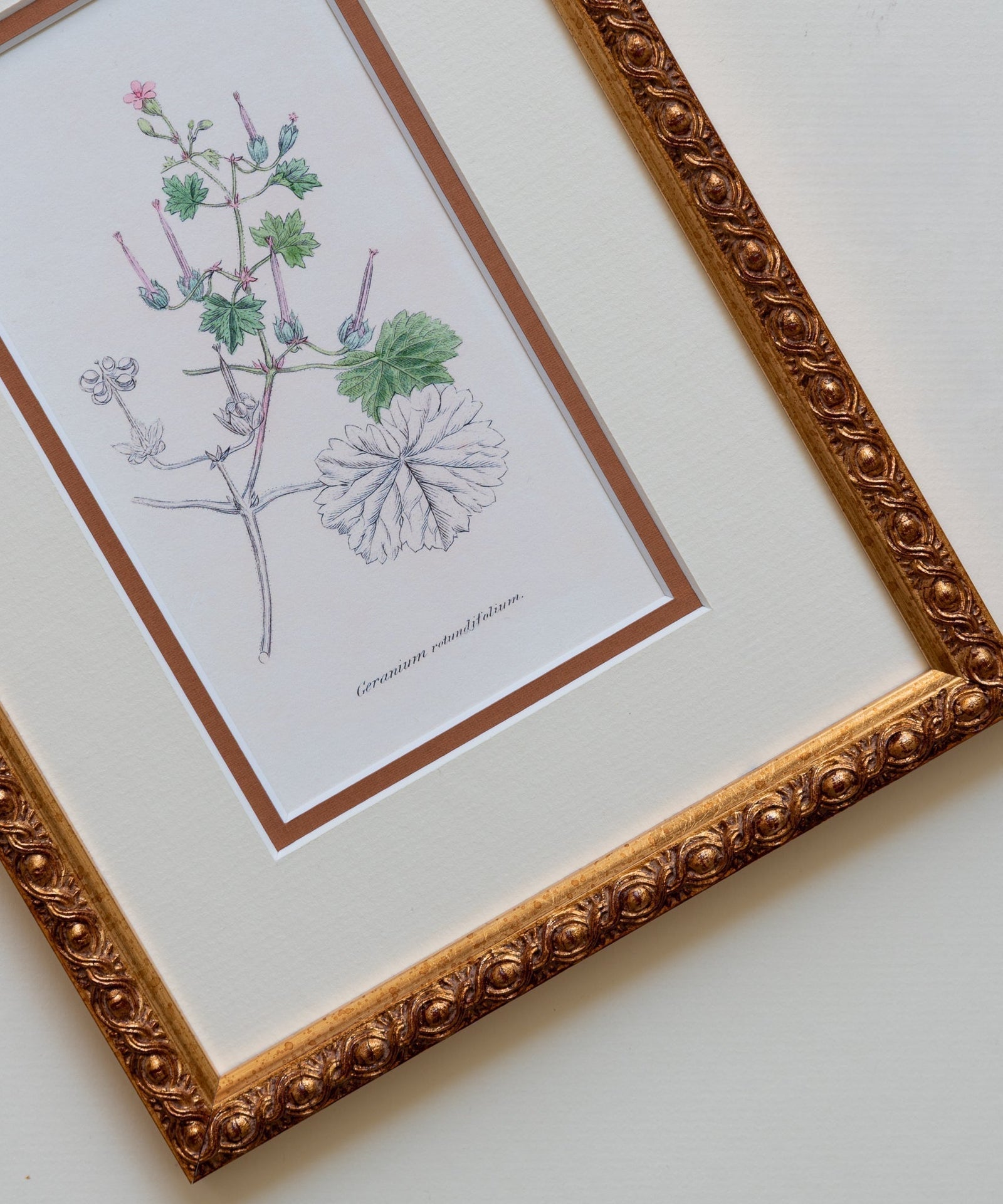 The Geraniums Artwork