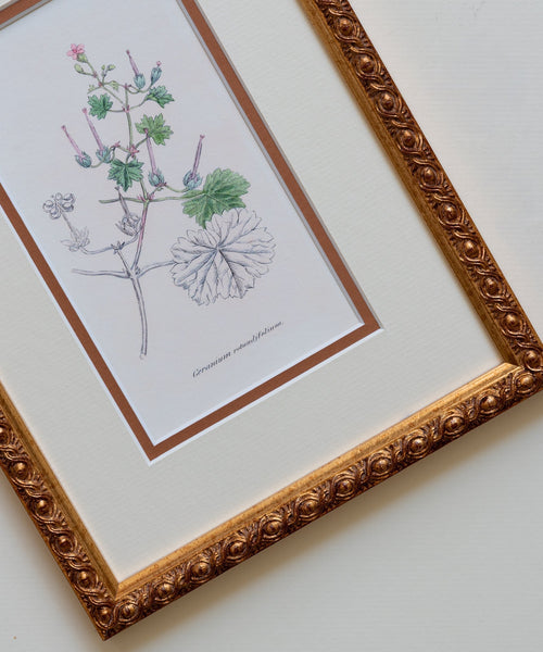 The Geraniums Artwork