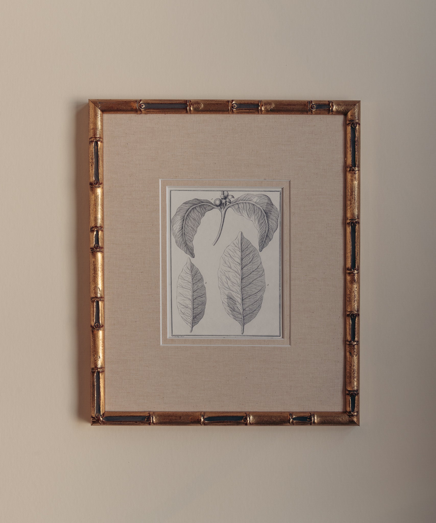 The Coffee Plant Artwork