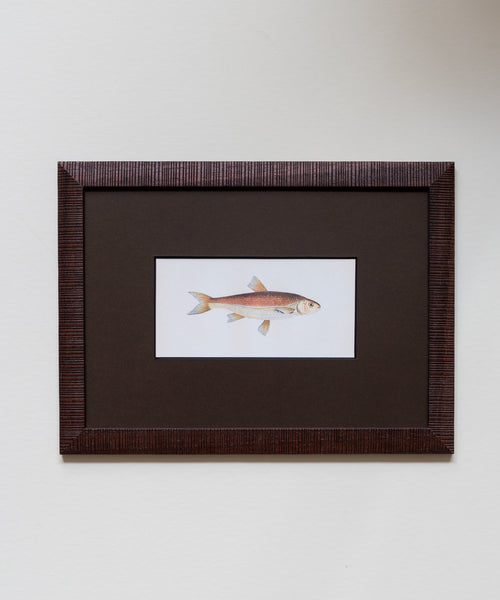The School of Fish Artwork