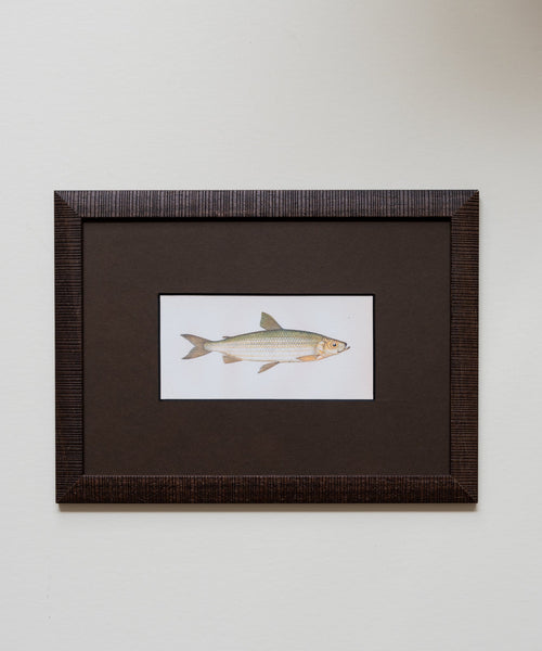 The School of Fish Artwork