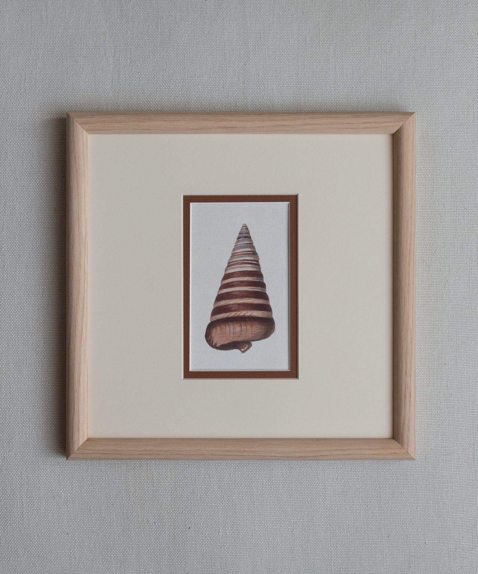 The Shells Artwork