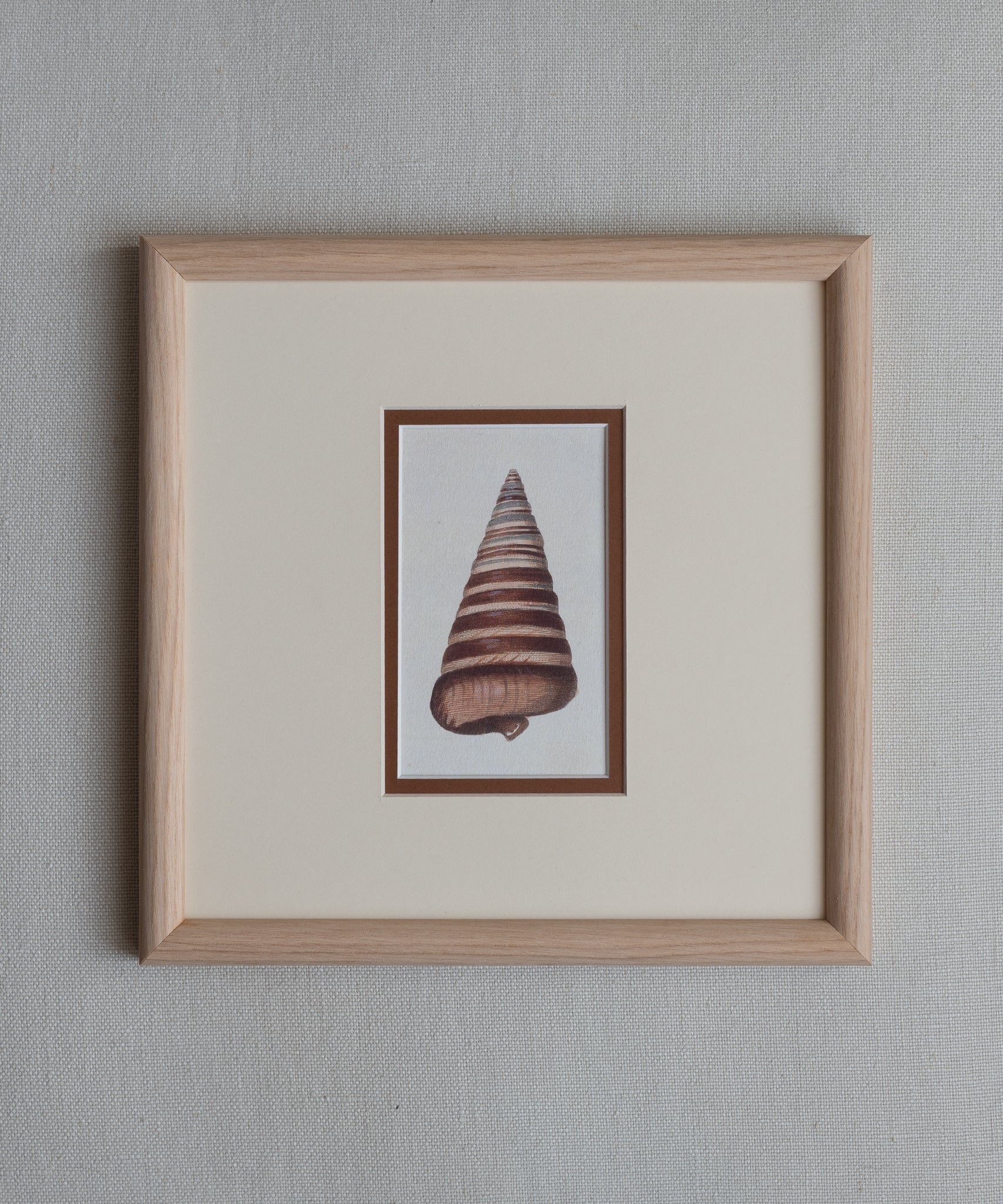 The Shells Artwork