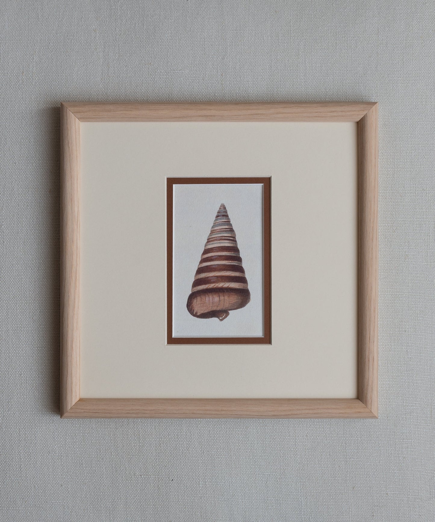 The Shells Artwork