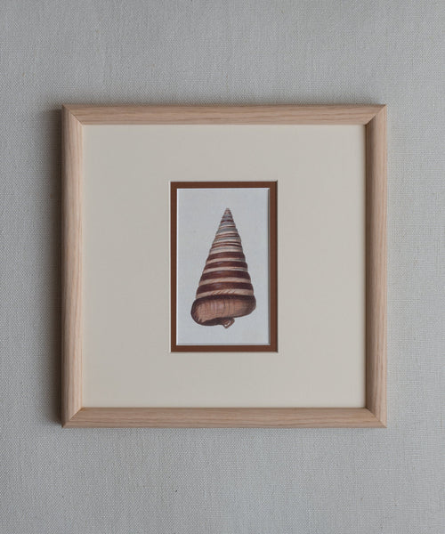 The Shells Artwork