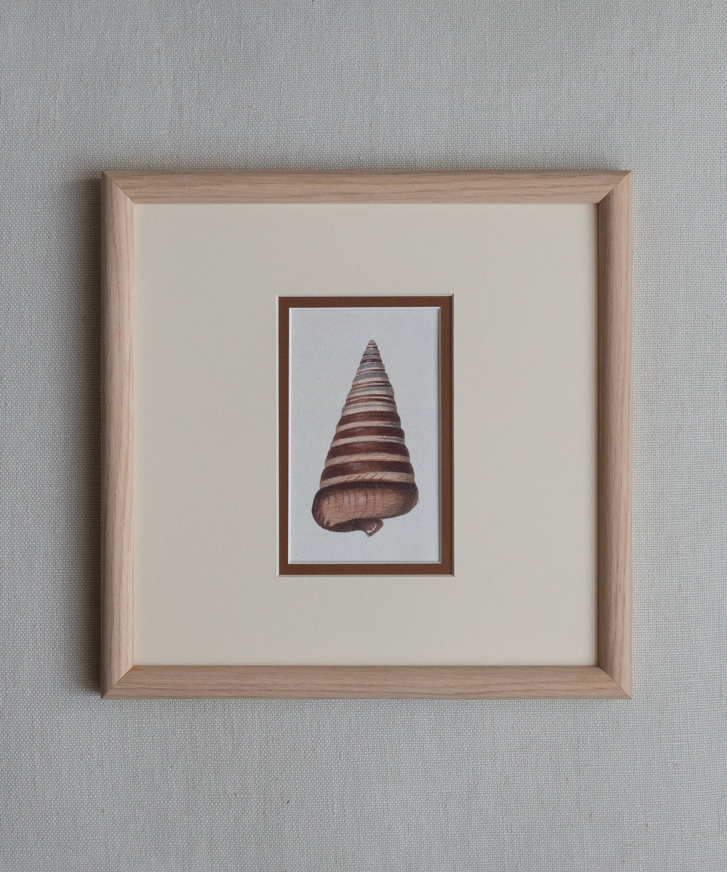 The Shells