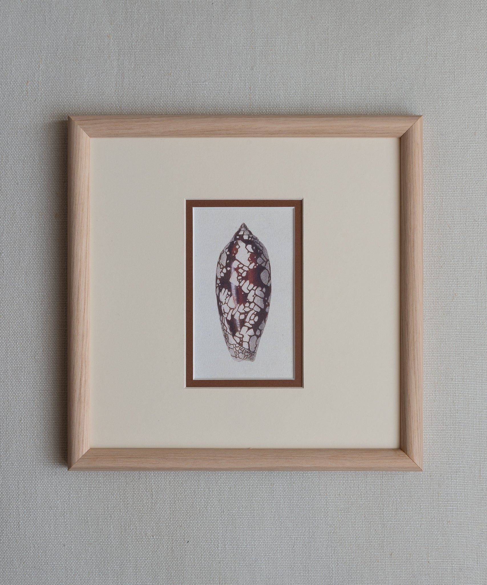 The Shells Artwork