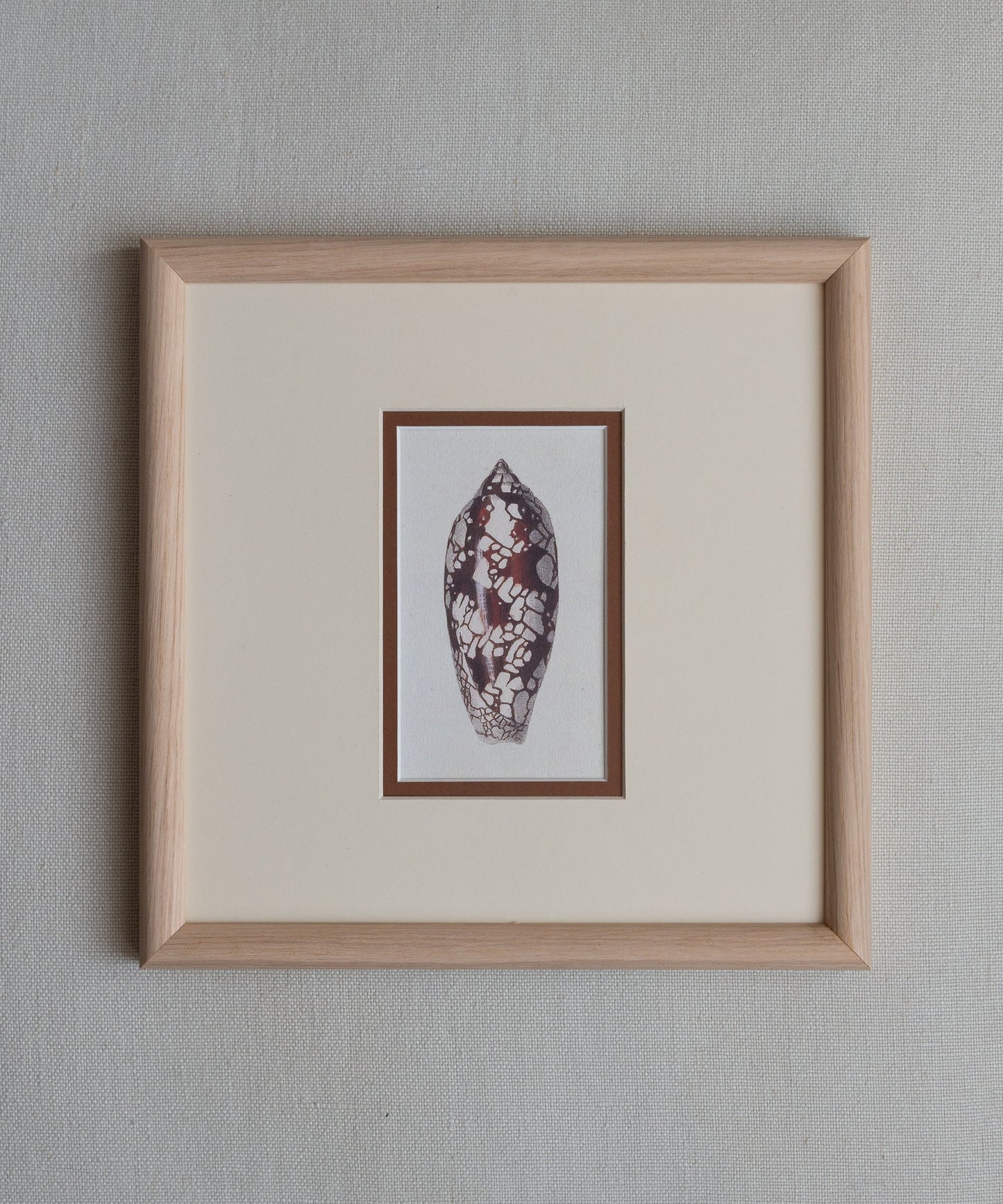 The Shells Artwork