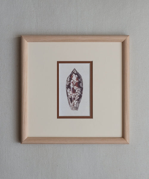 The Shells Artwork