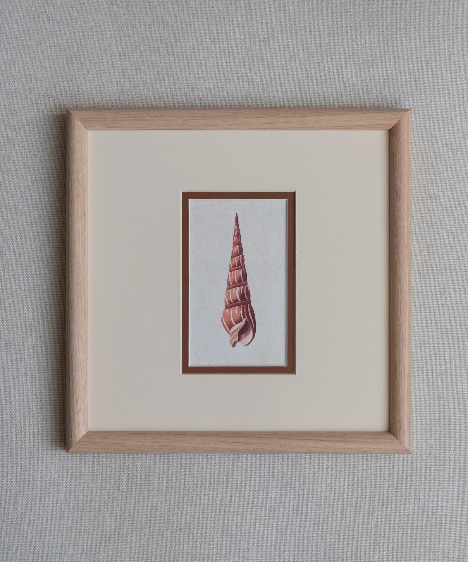 The Shells Artwork
