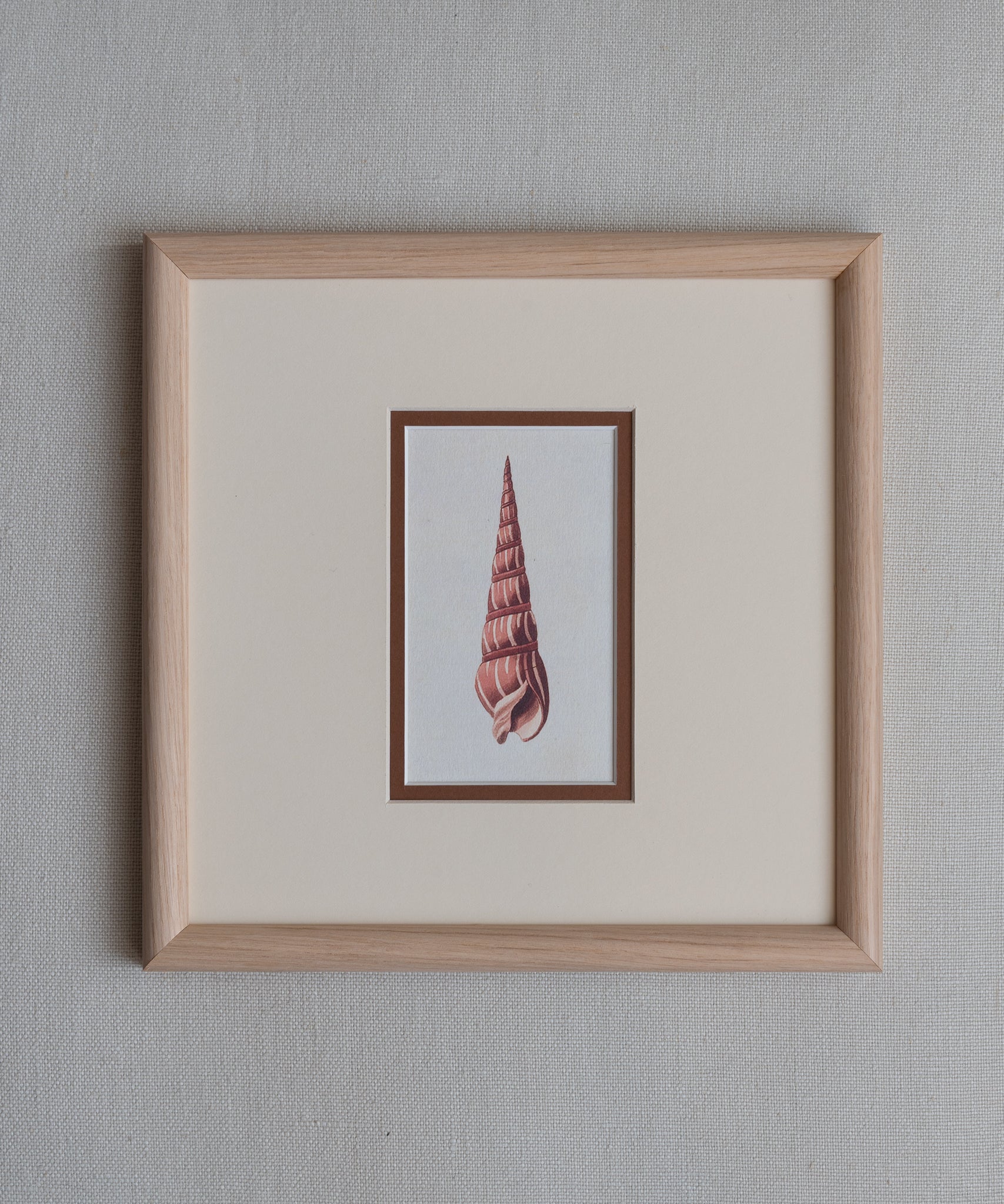 The Shells Artwork