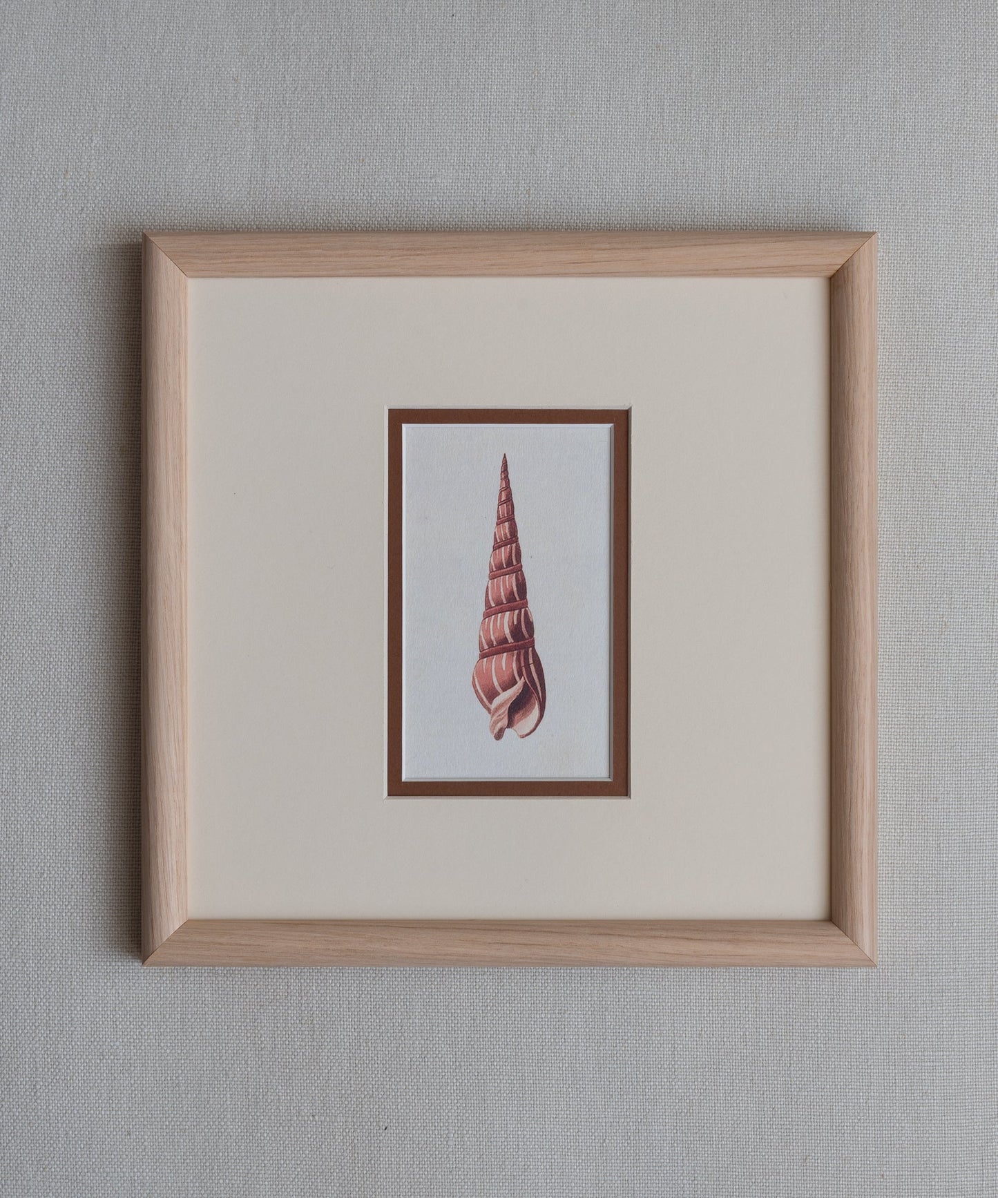 The Shells Artwork