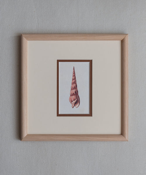 The Shells Artwork