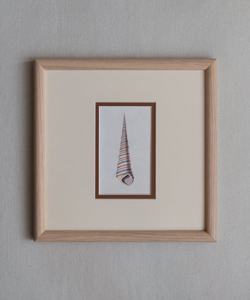 The Shells Artwork