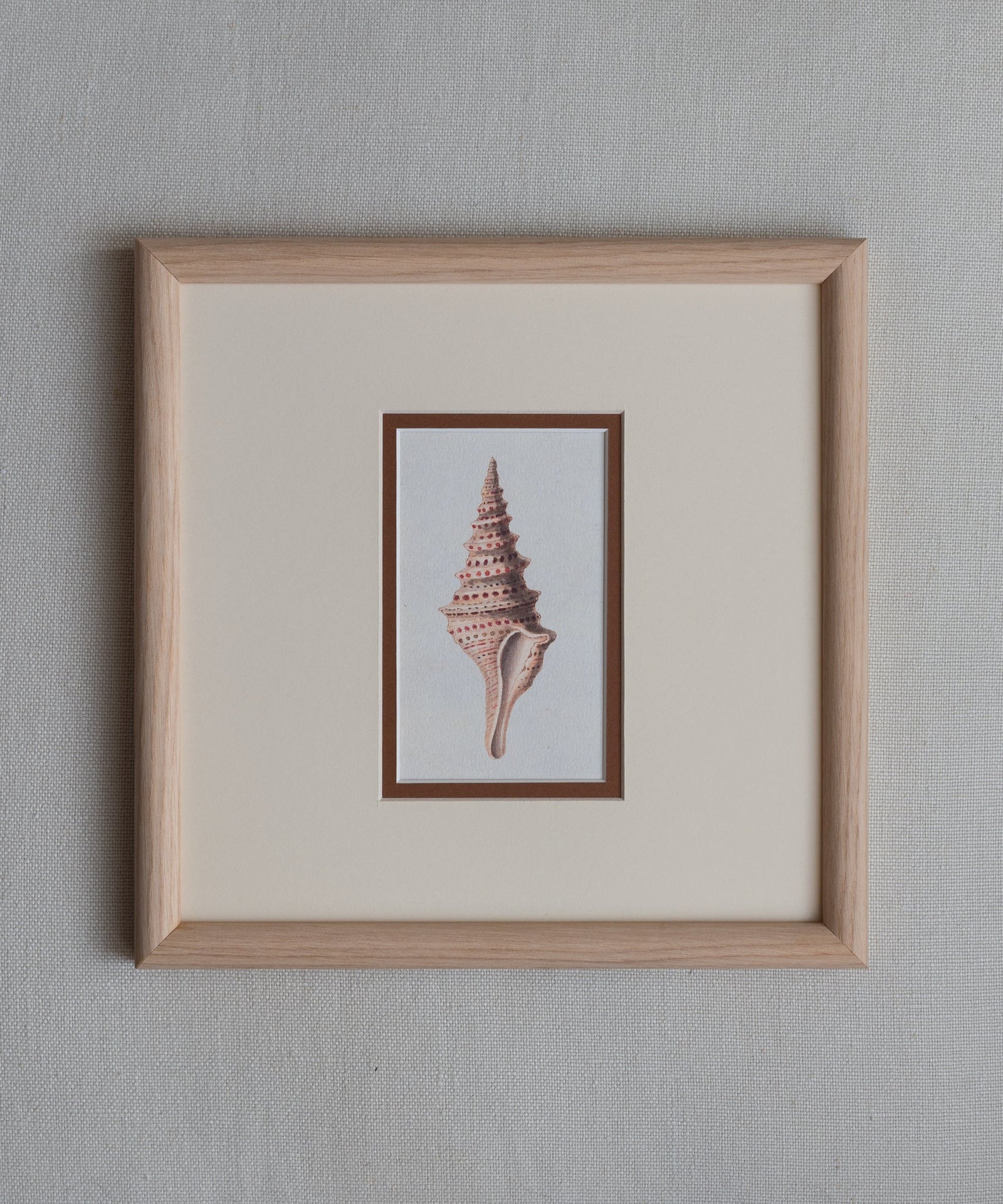 The Shells Artwork