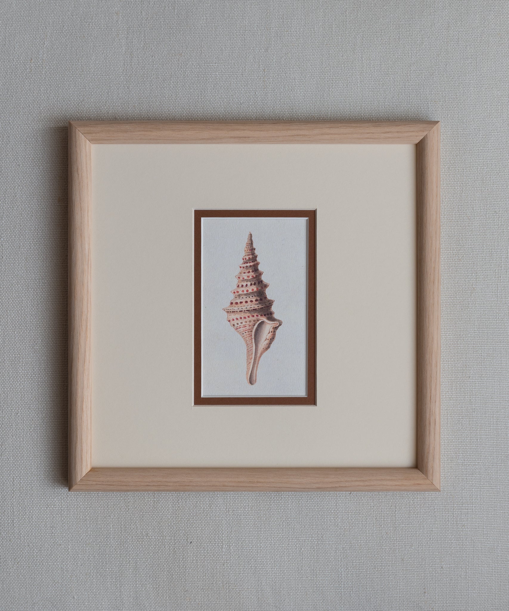 The Shells Artwork