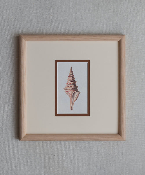 The Shells Artwork
