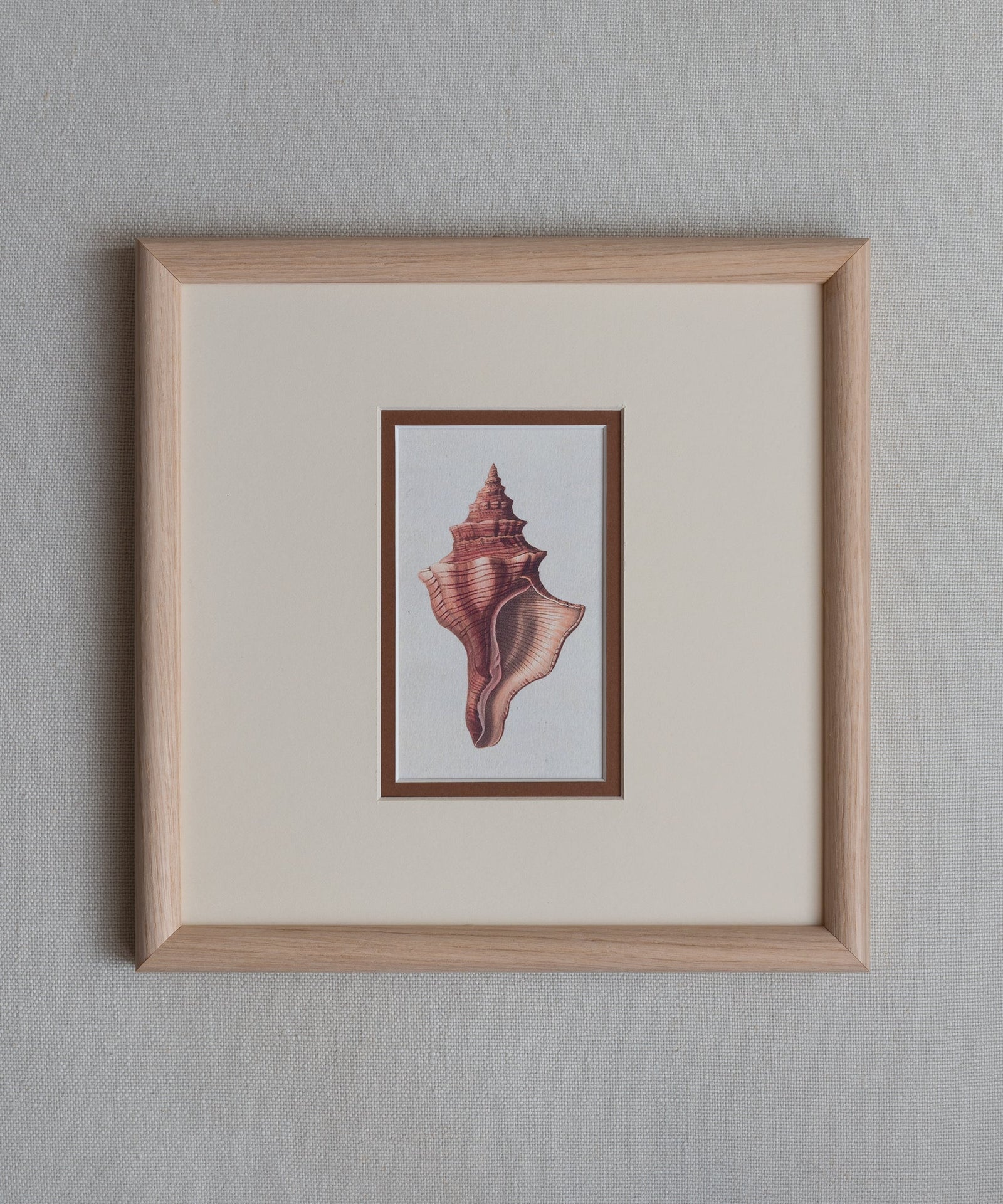 The Shells Artwork