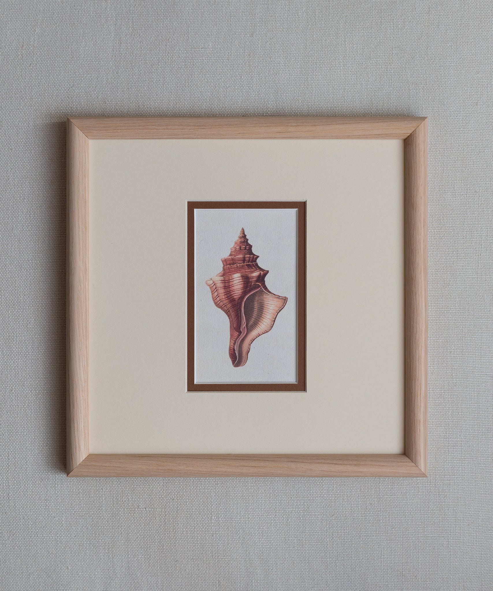 The Shells Artwork