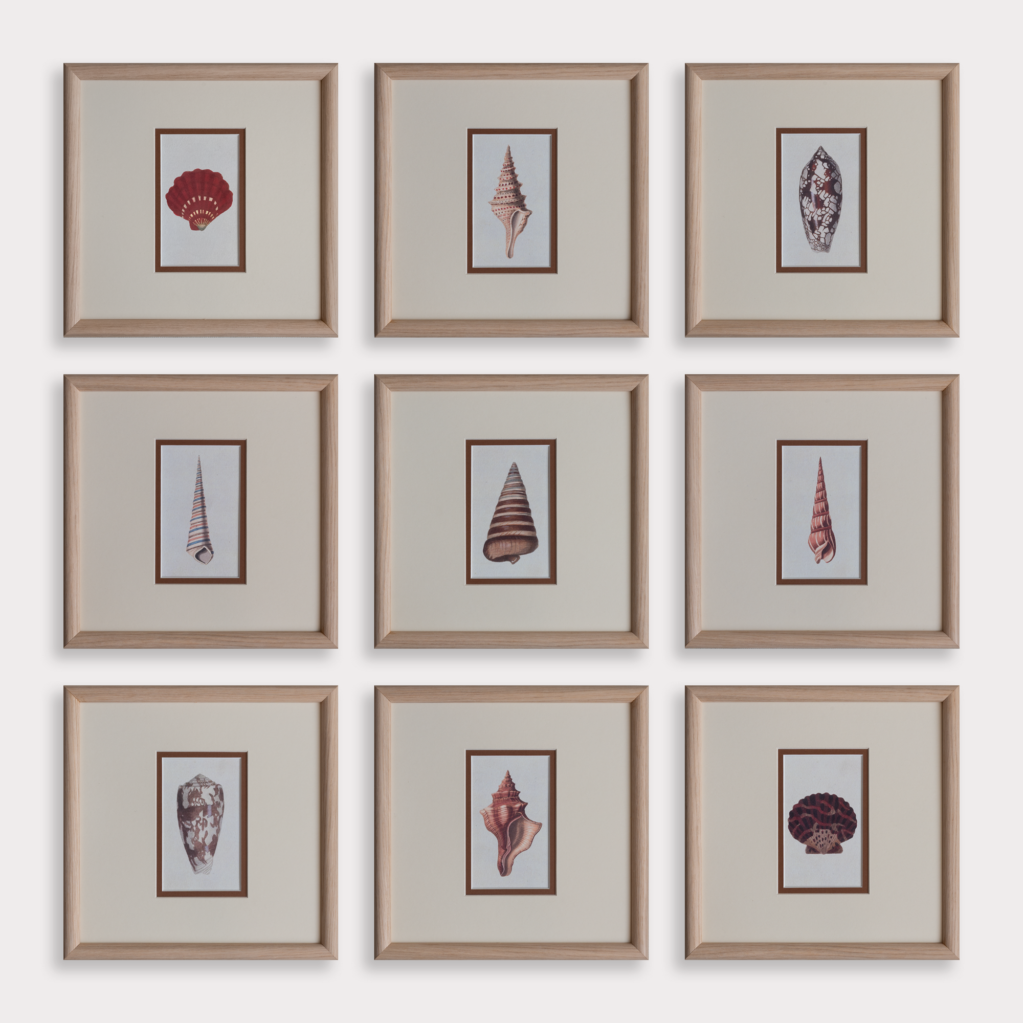 The Shells Artwork