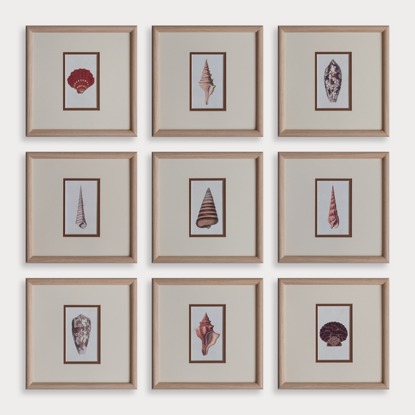 The Shells Artwork