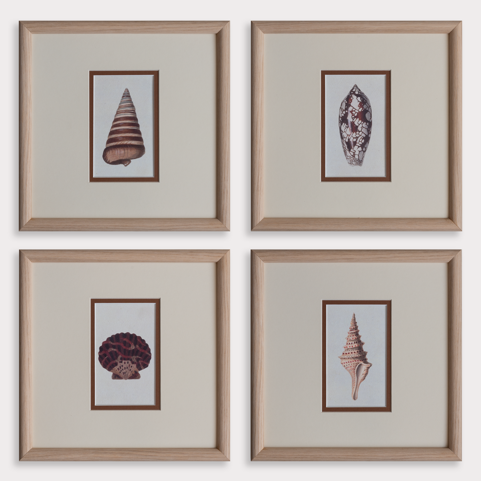 The Shells Artwork