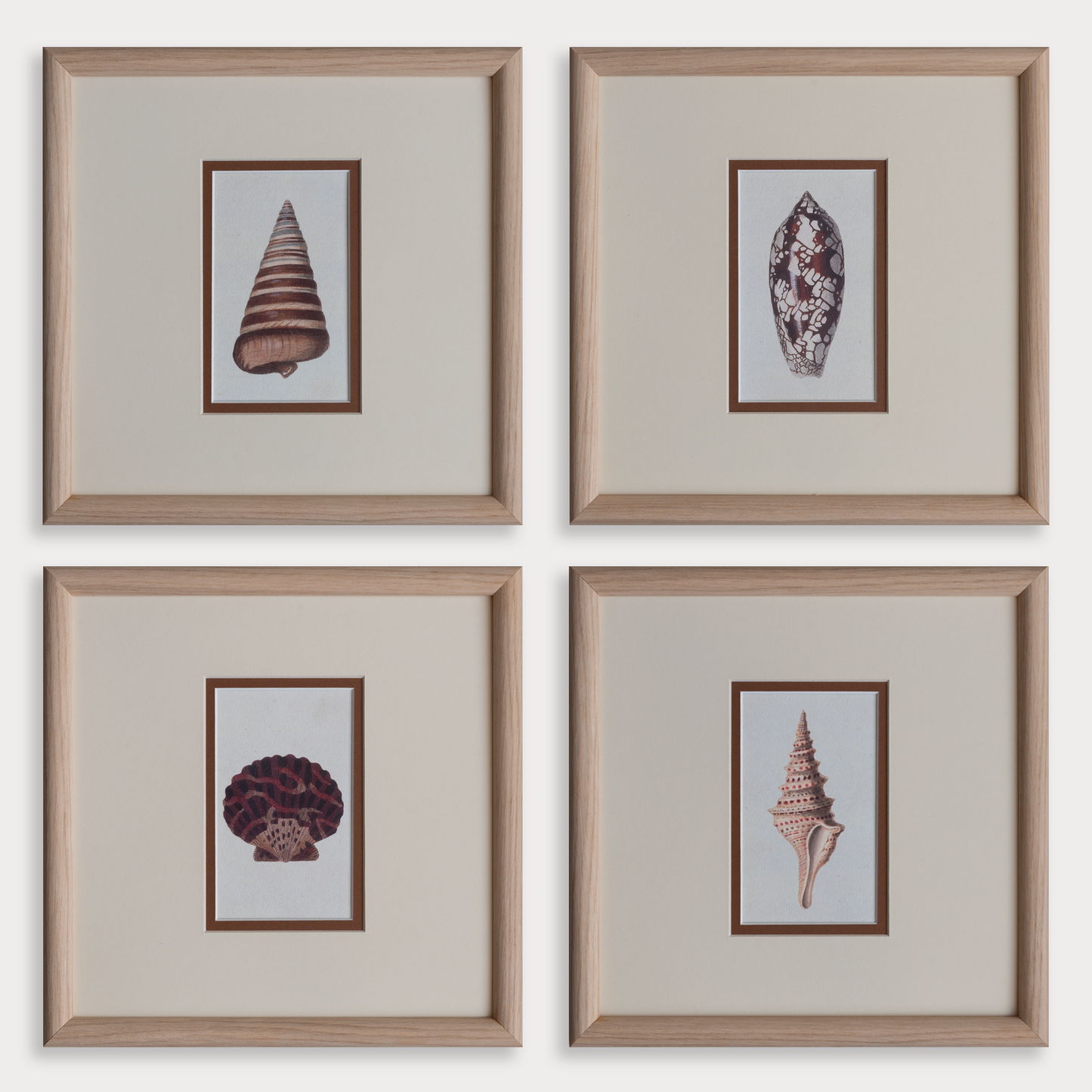 The Shells Artwork