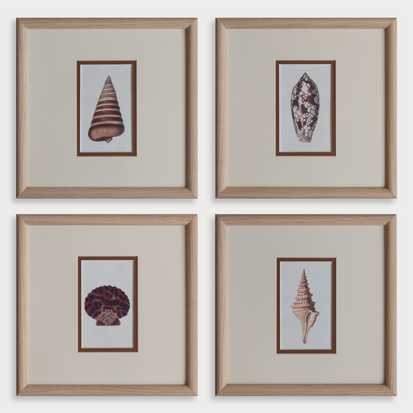 The Shells Artwork