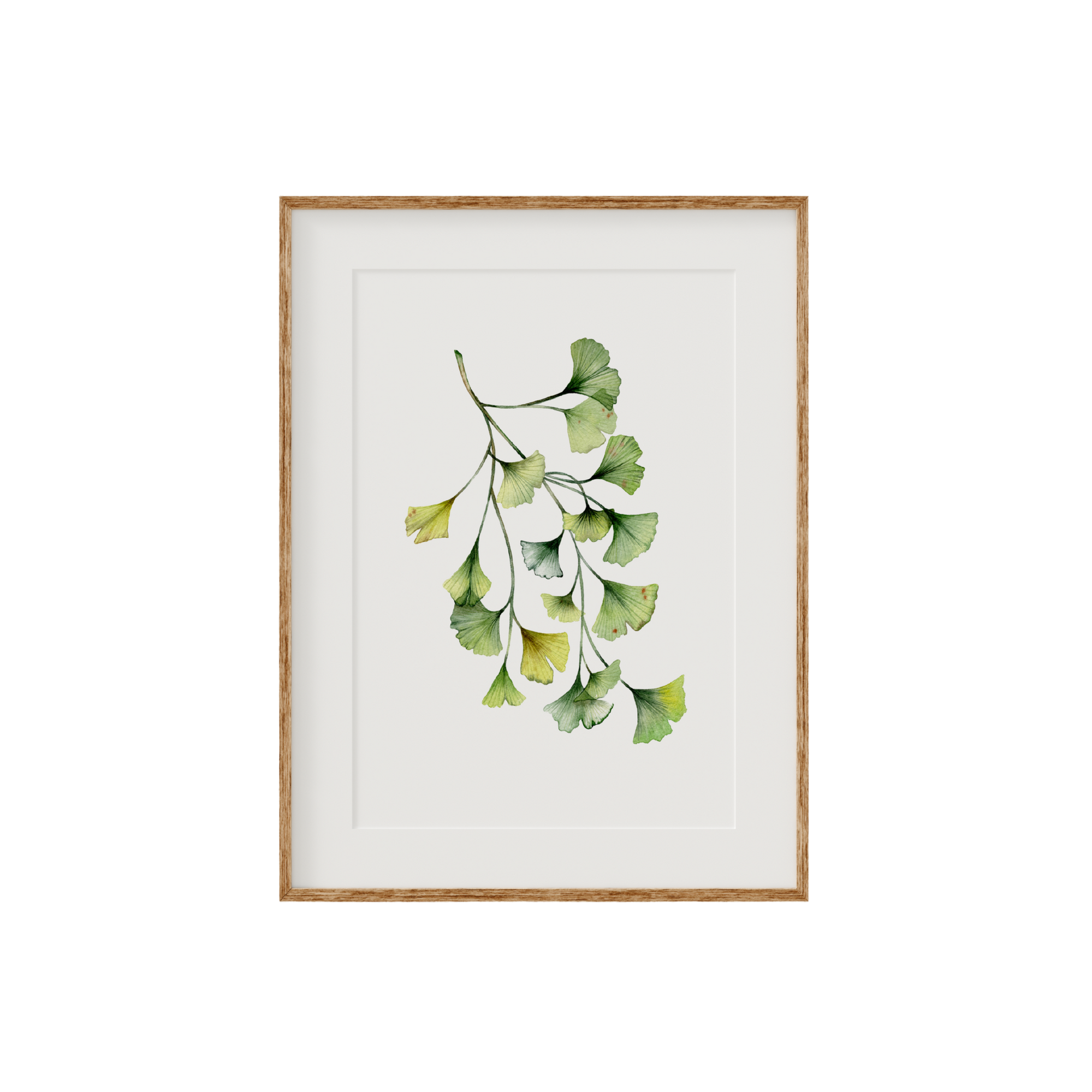 Ginkgo Biloba Fine Art Print