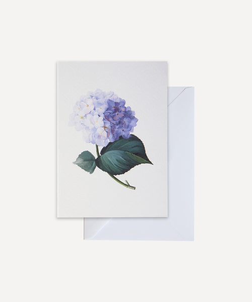 Hydrangea Greetings Card