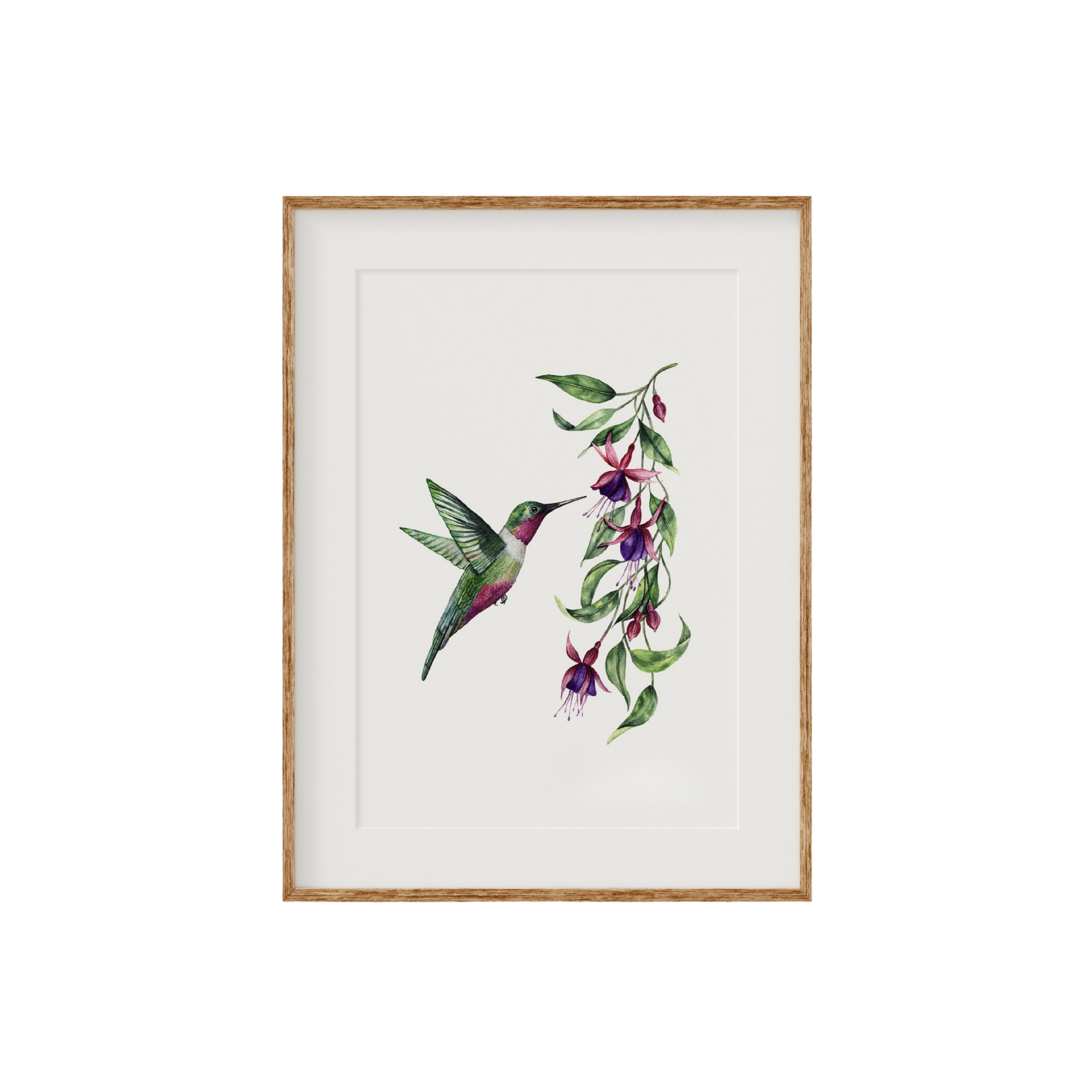 Hummingbird Fine Art Print