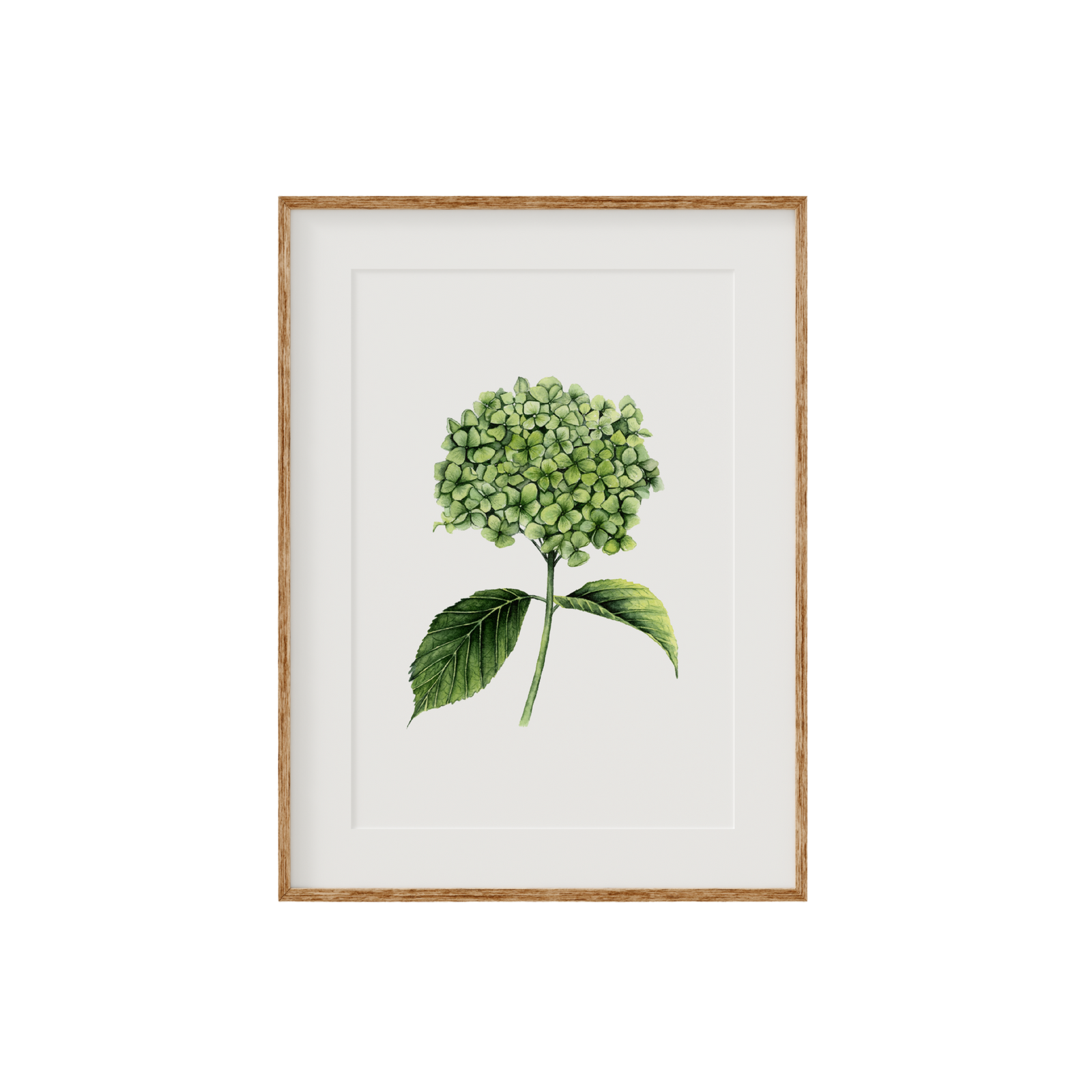 Hydrangea Fine Art Print