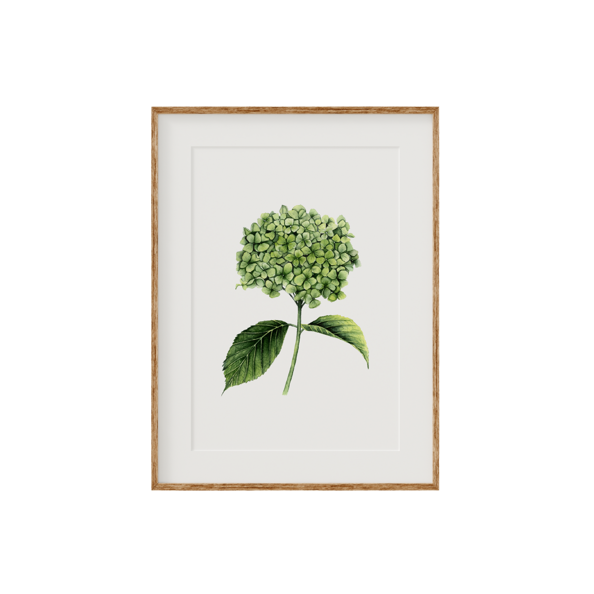 Hydrangea Fine Art Print