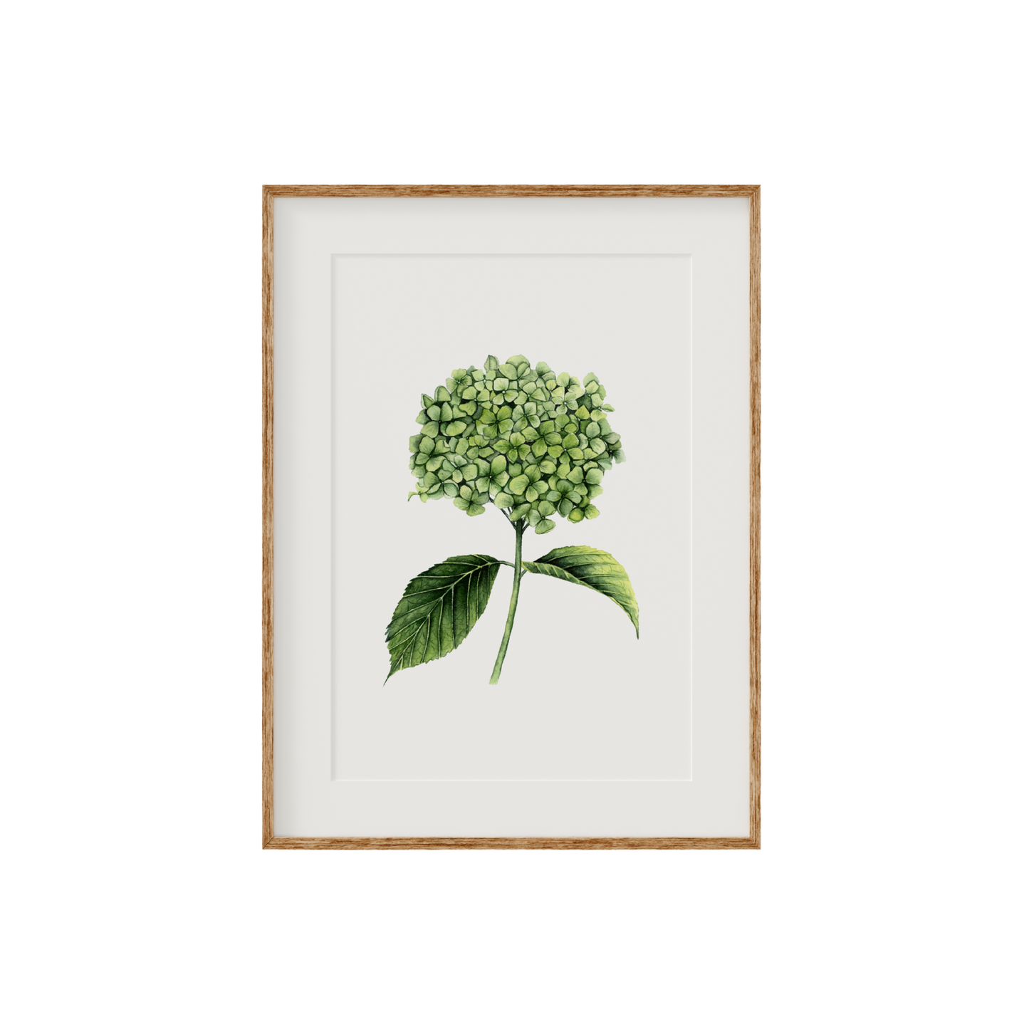 Hydrangea Fine Art Print