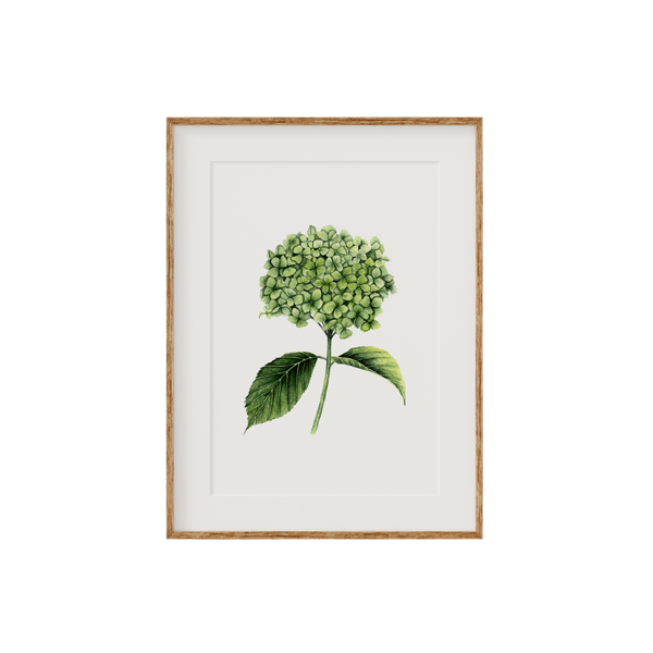 Hydrangea Fine Art Print
