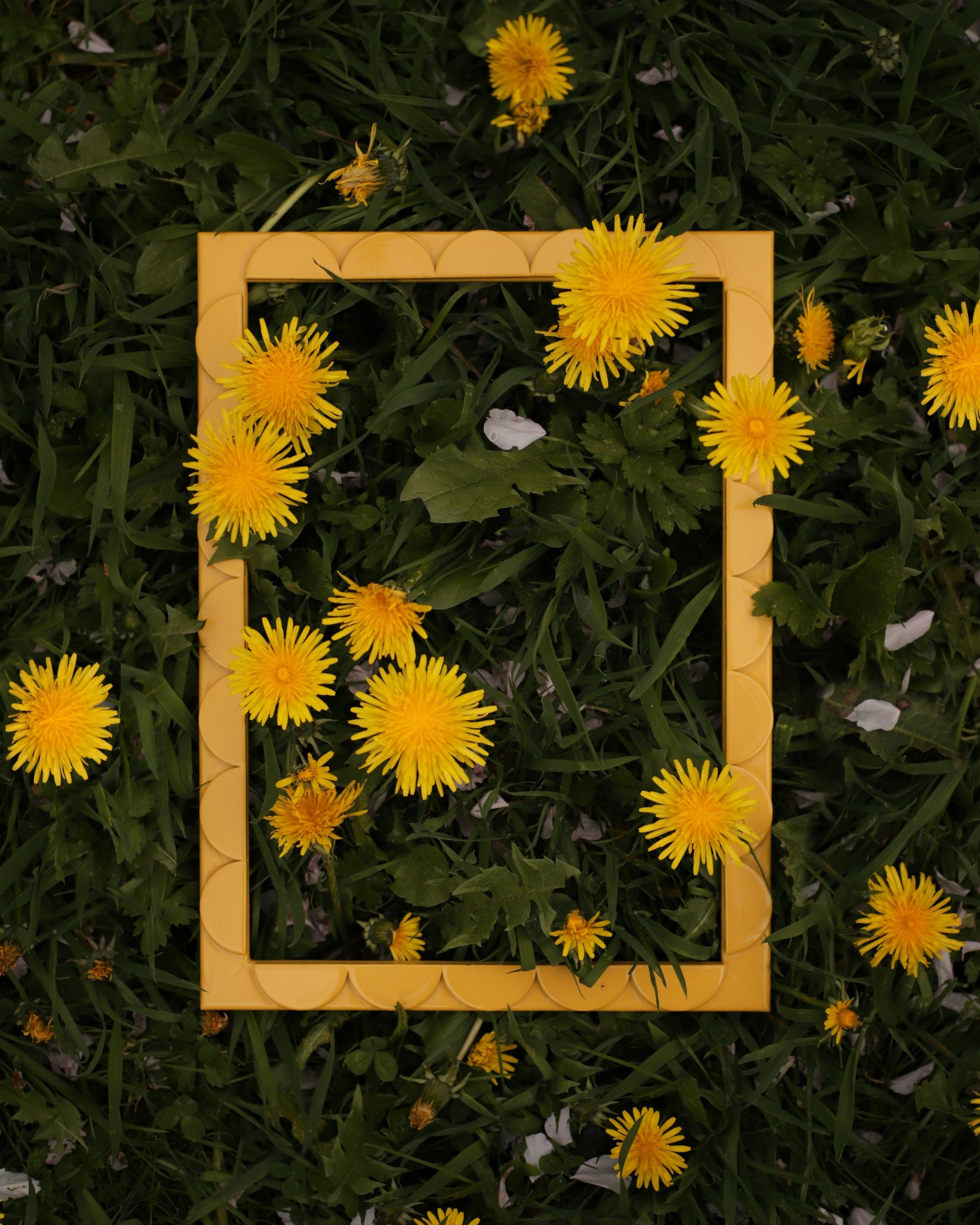 Mimosa Lacquered Scallop Frame