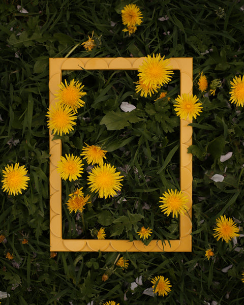 Mimosa Lacquered Scallop Frame