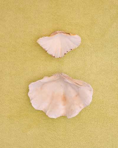 Two  clam shells on a citrus coloured chunky weave cotton bath mat by kobn