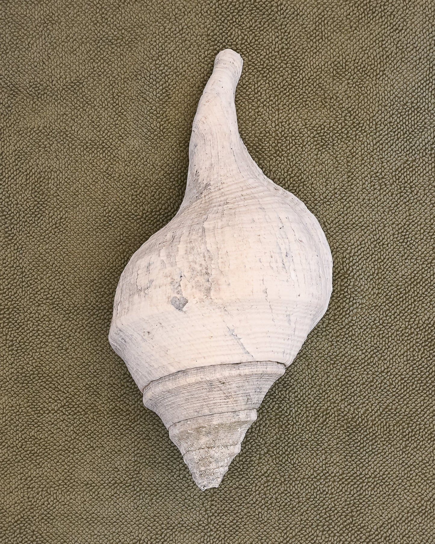 Large White conical shell on an Olive chunky cotton bathmat by Kobn 