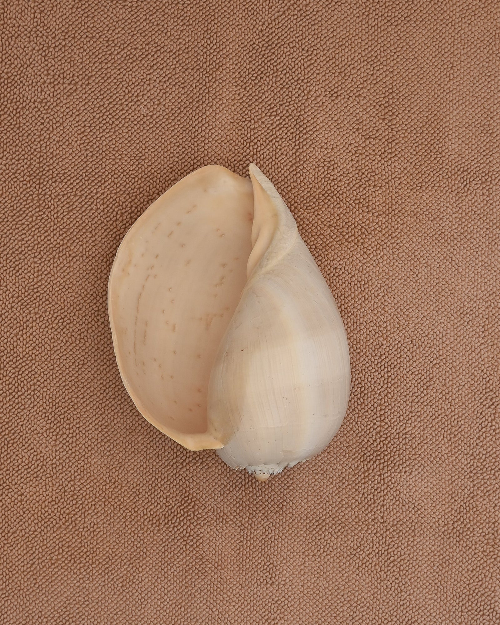 Large shell on a pink clay chunky weave cotton bathmat by Købn
