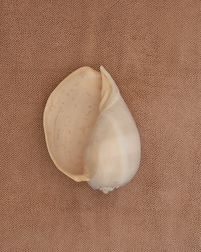 Large shell on a pink clay chunky weave cotton bathmat by Købn